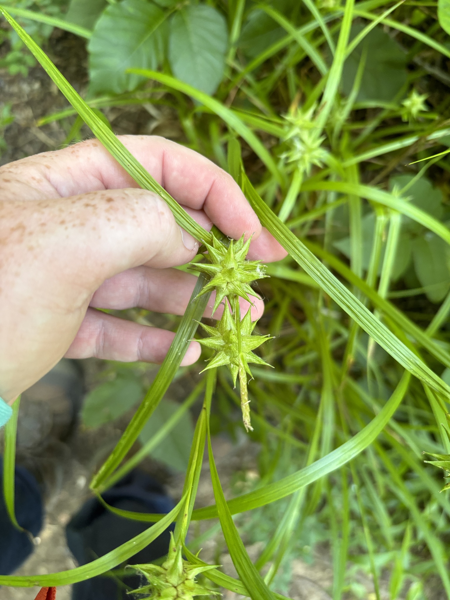 Gray's sedge