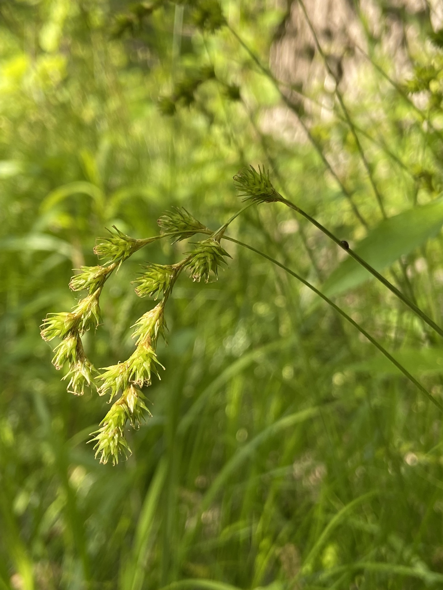 Greater straw sedge