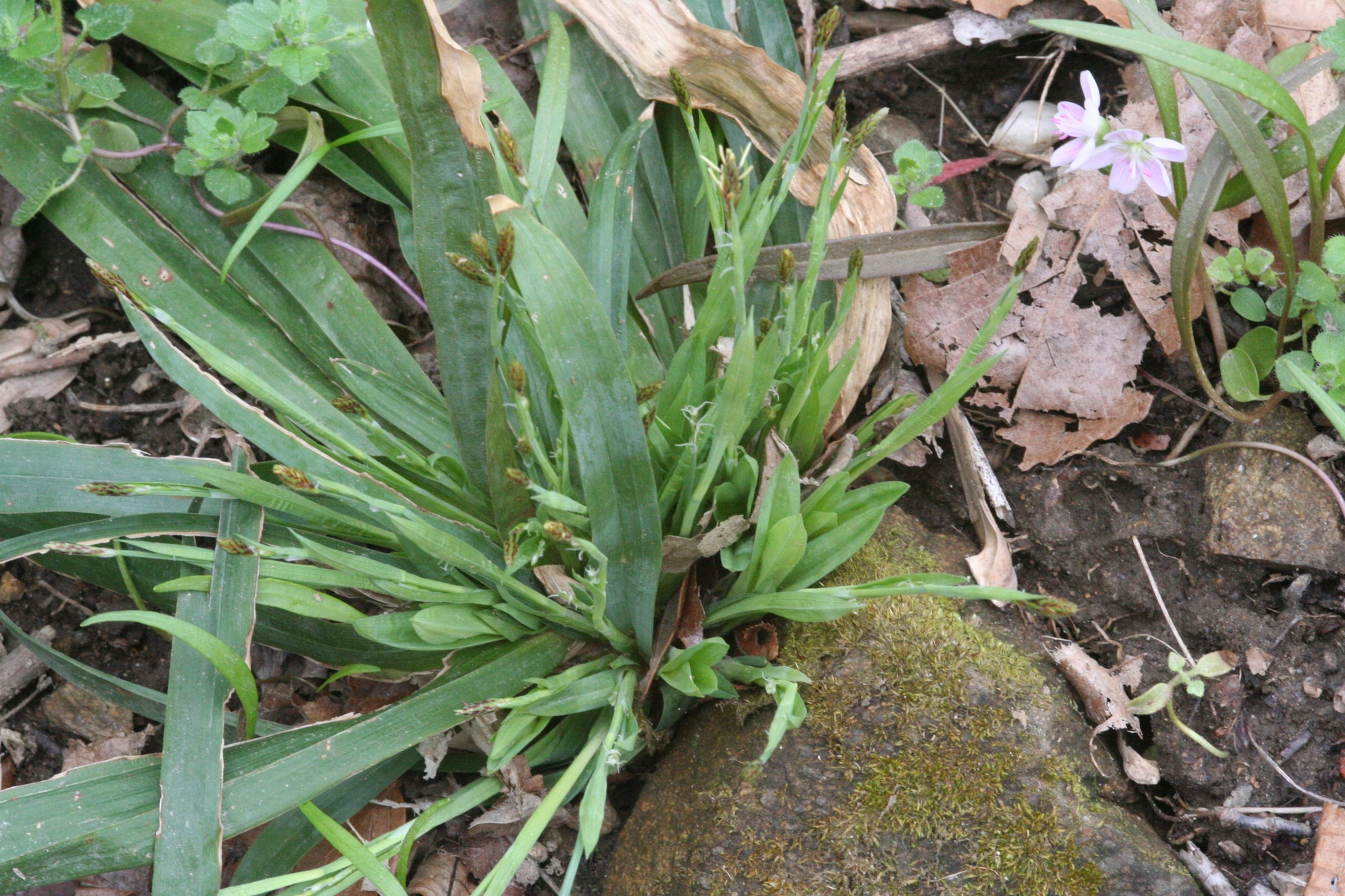 Broad-leaved sedge