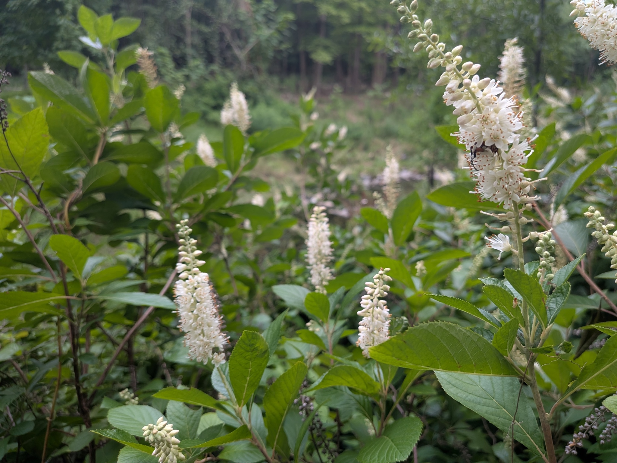Sweet pepperbush