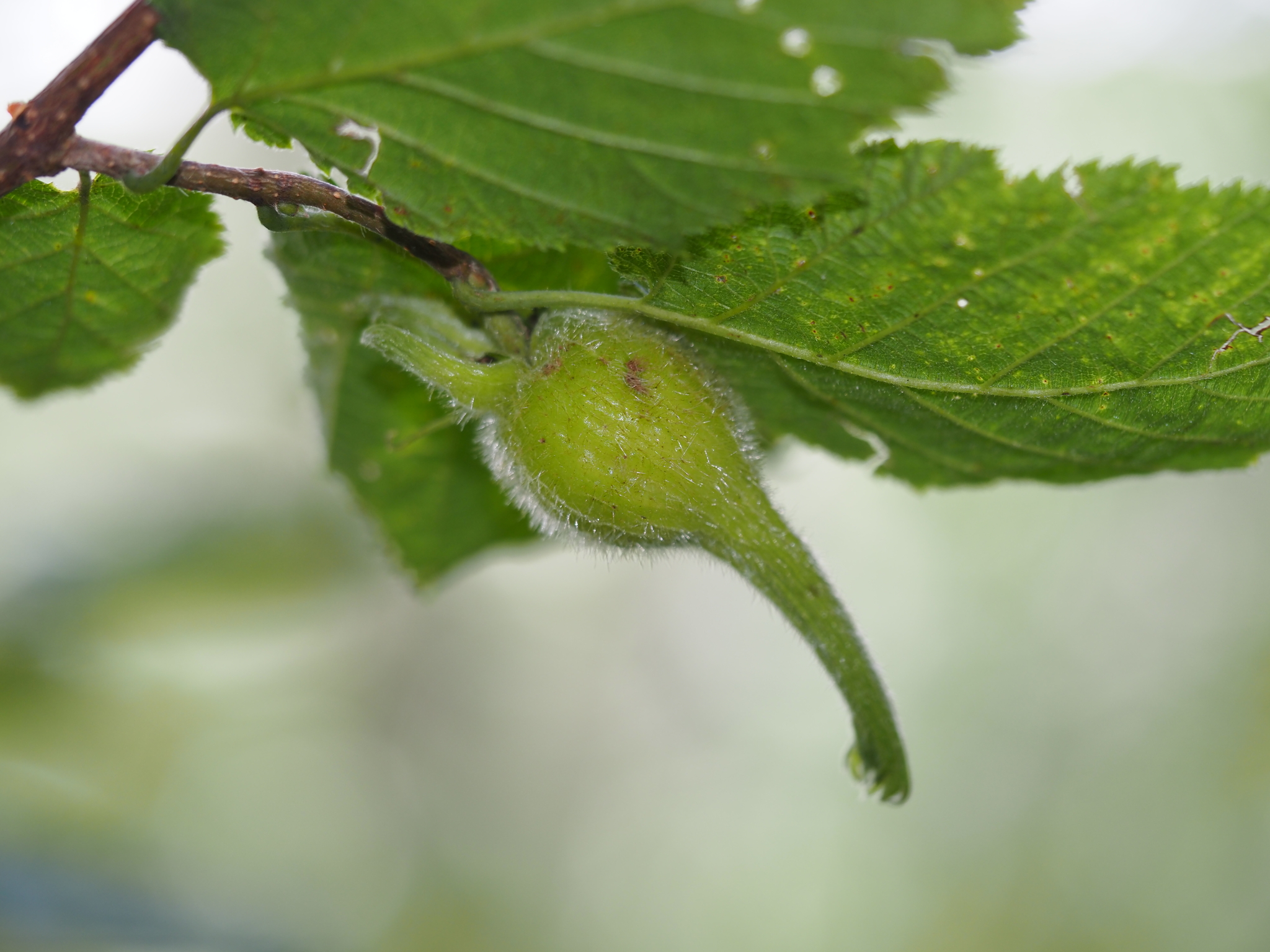 Beaked hazelnut