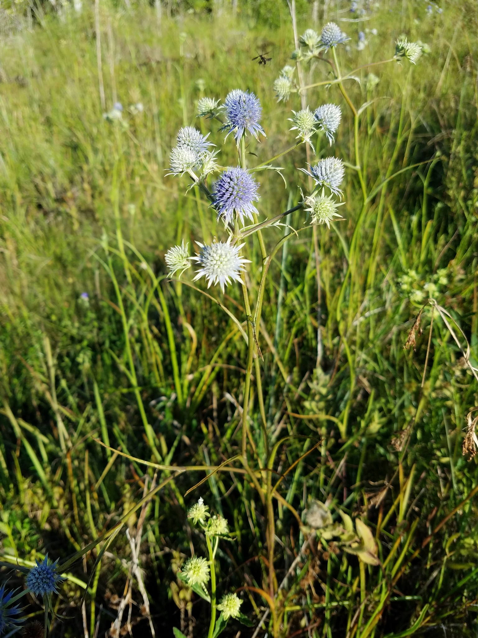 Rattlesnake-master