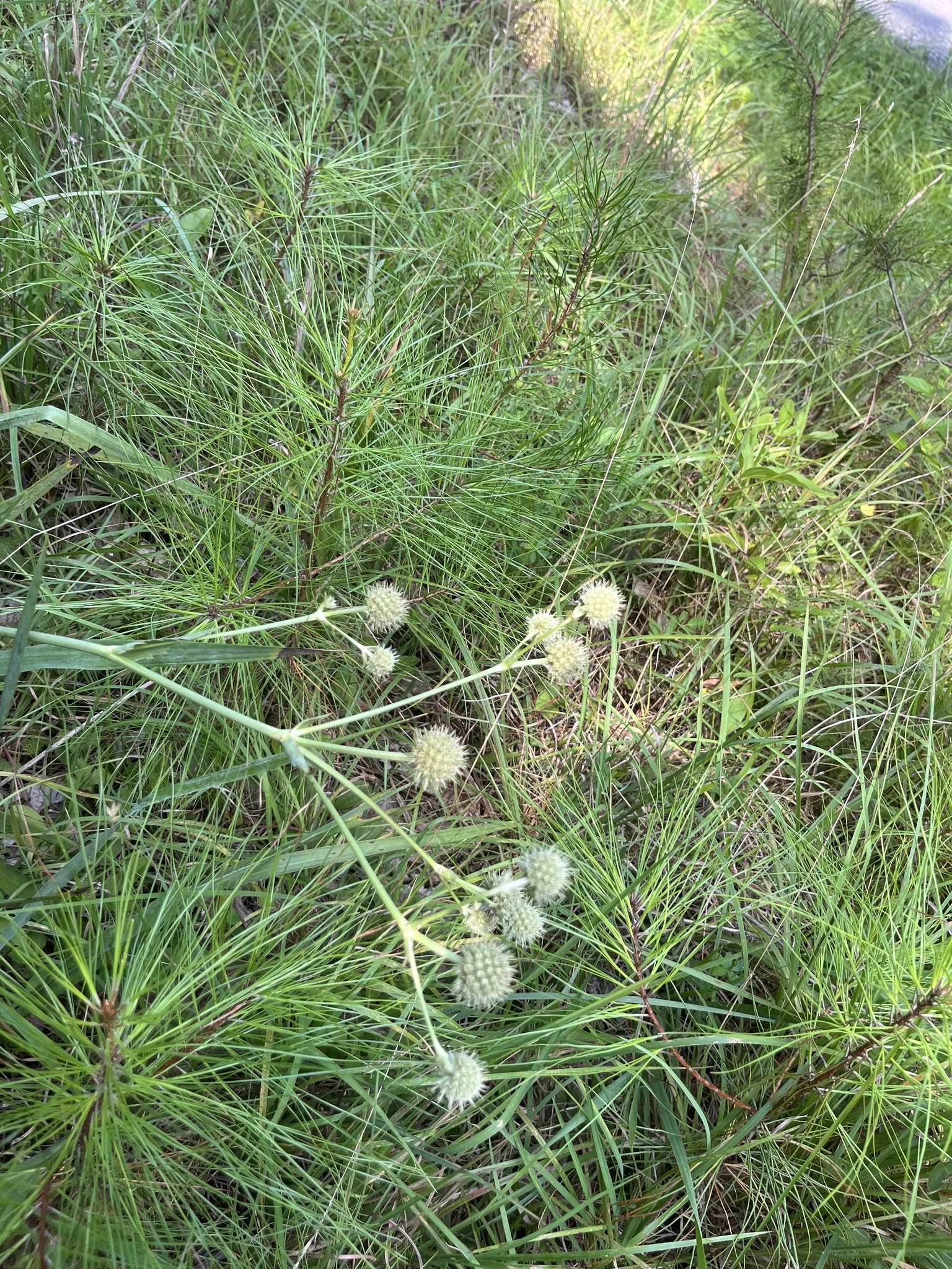 Beargrass