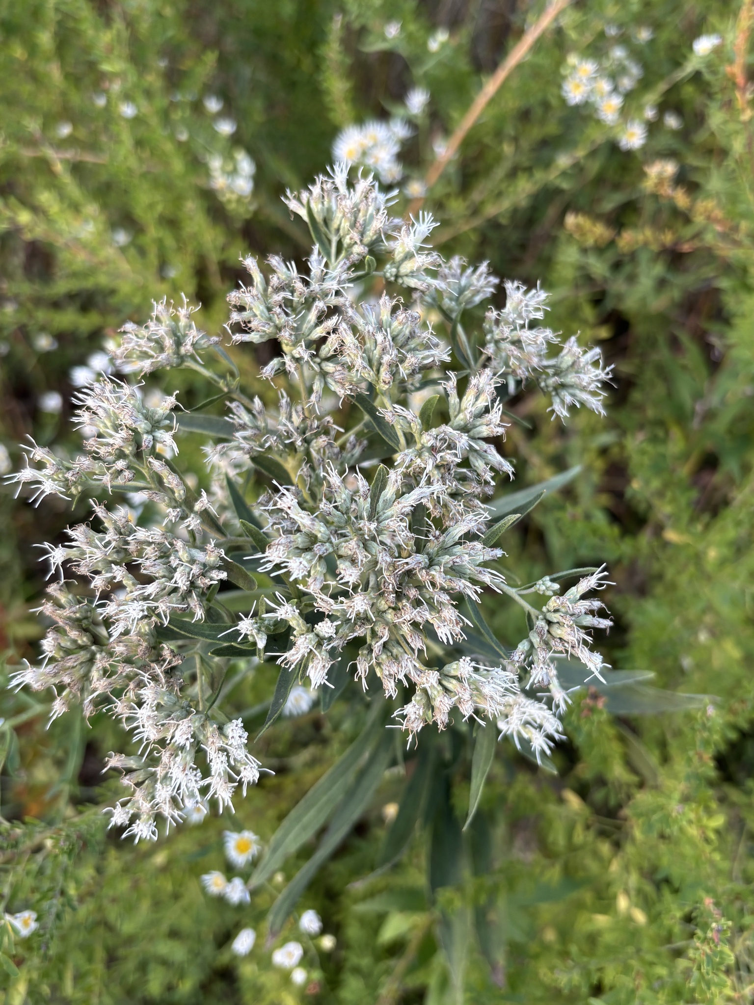 Tall thoroughwort