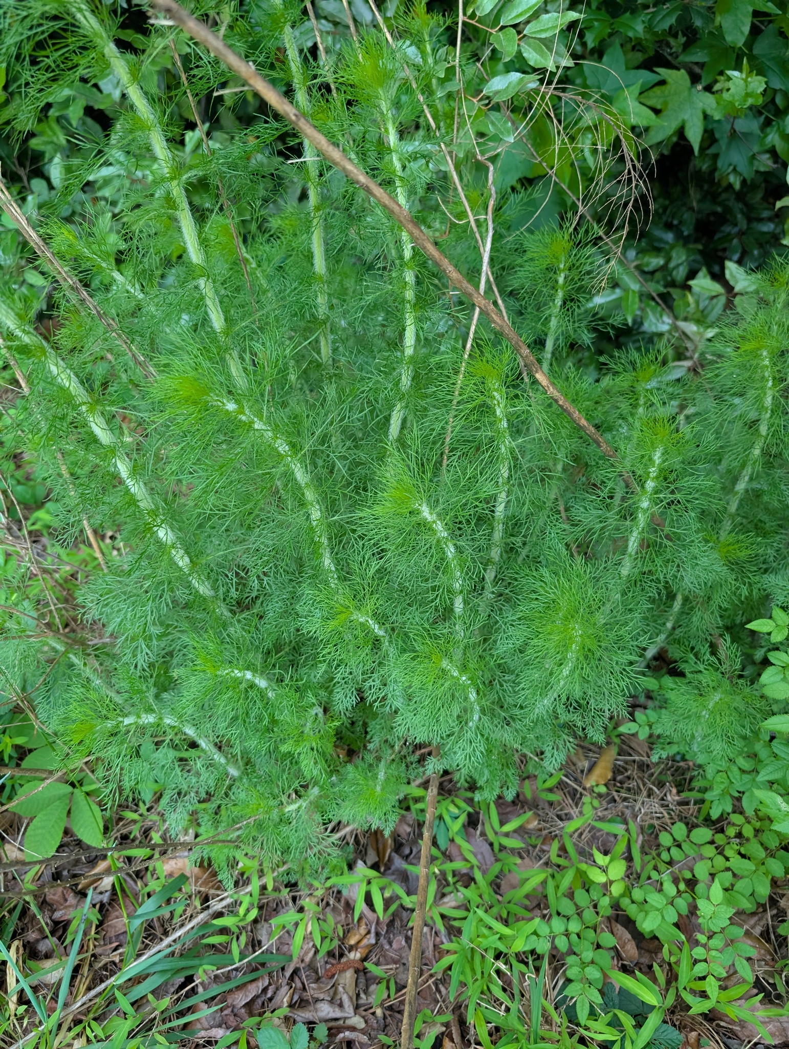 Dog-fennel