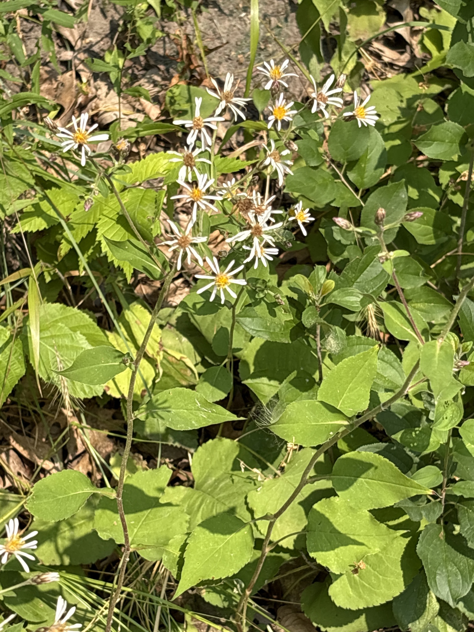 Big-leaf aster