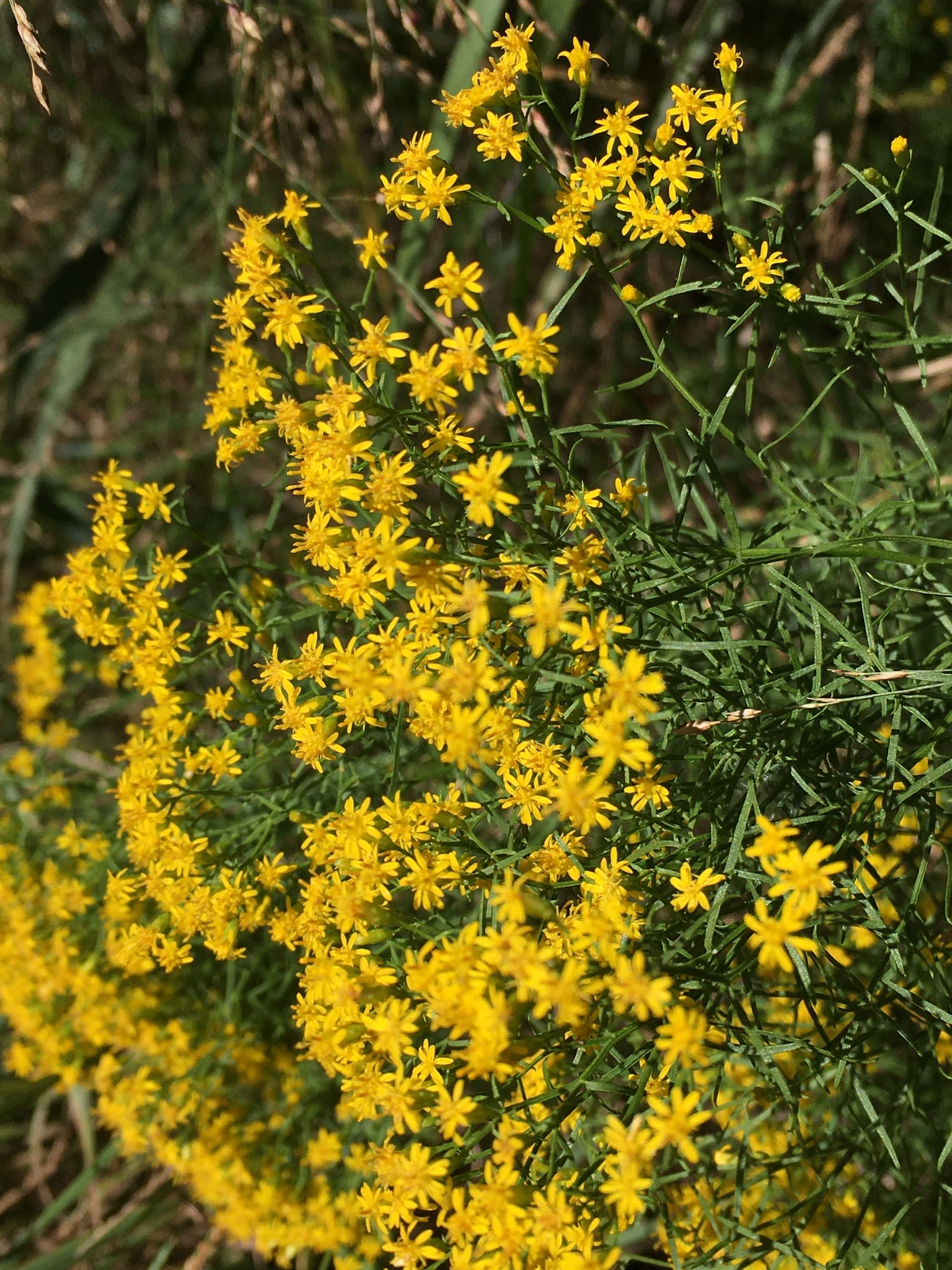Slender flat-top goldenrod