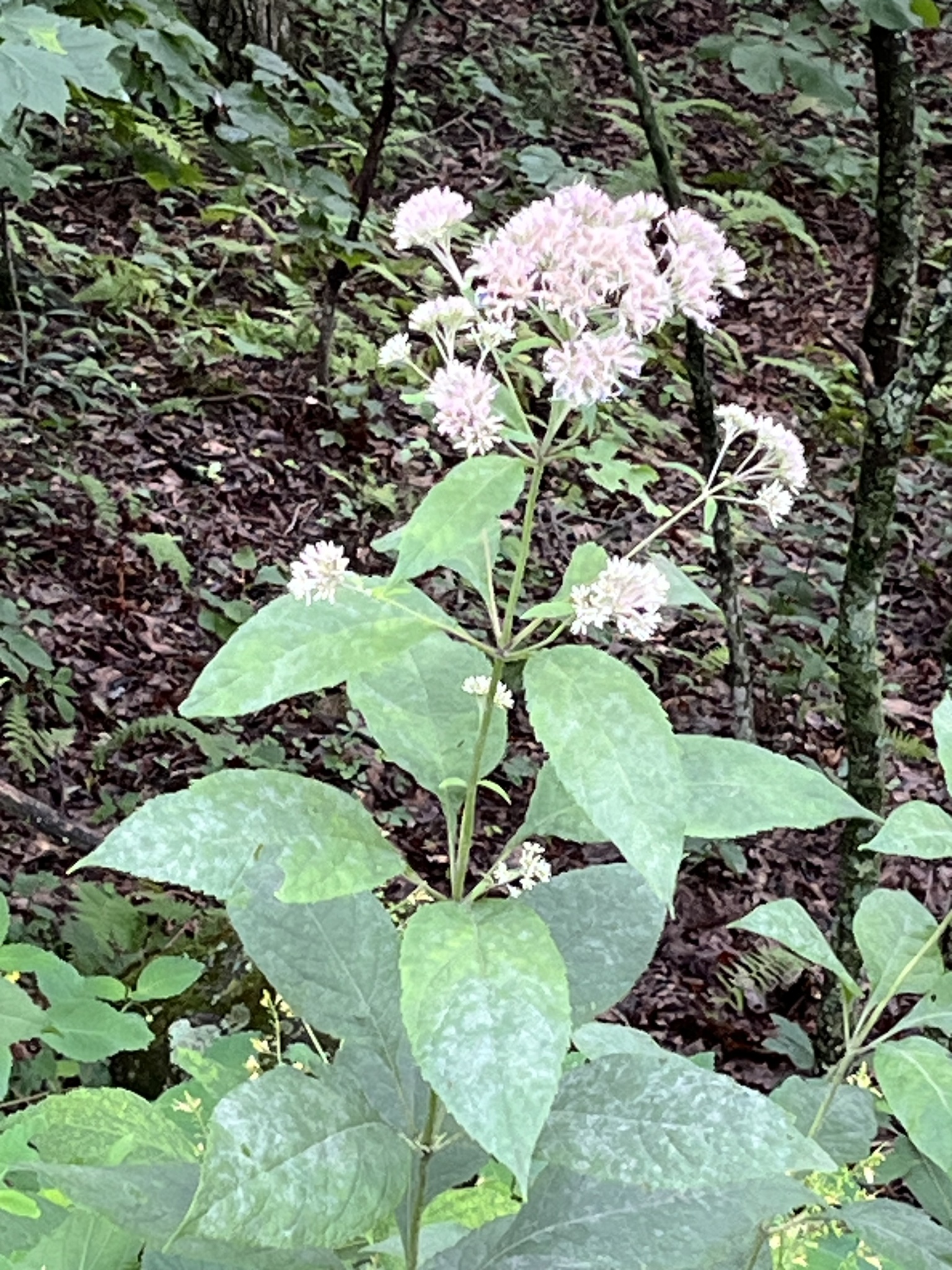Sweet-scented joe-pye-weed