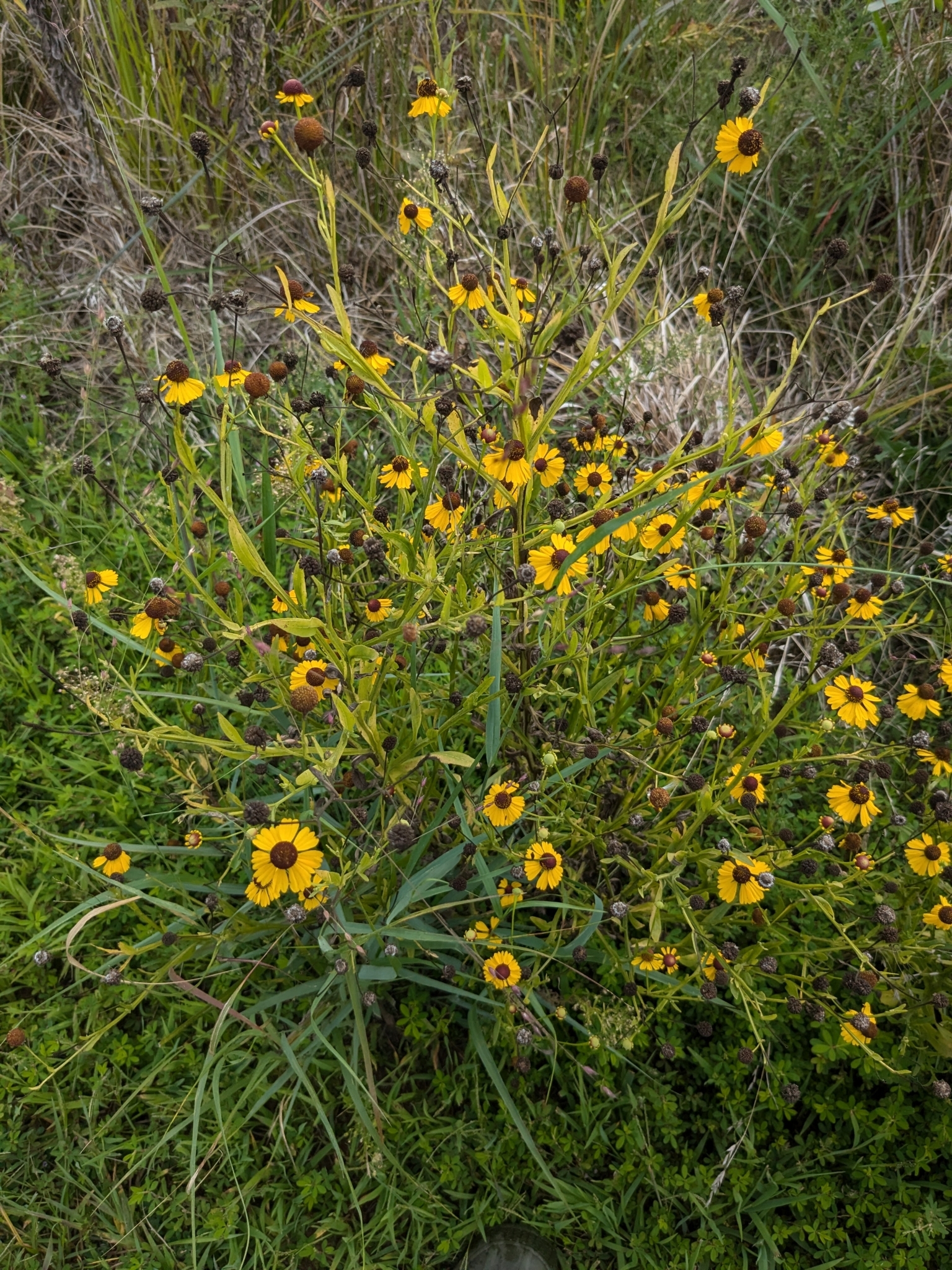 Southern sneezeweed