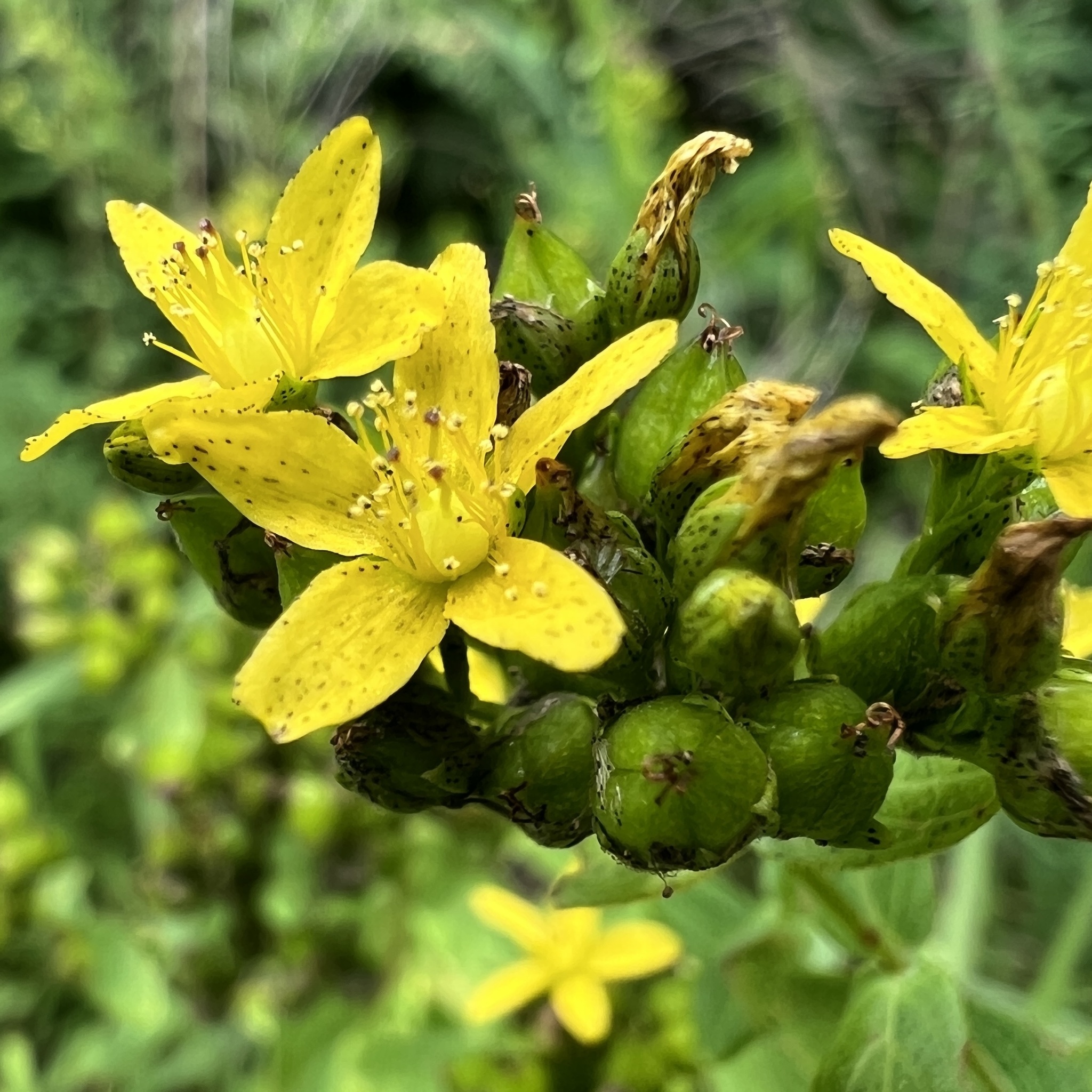 Spotted st. john's-wort