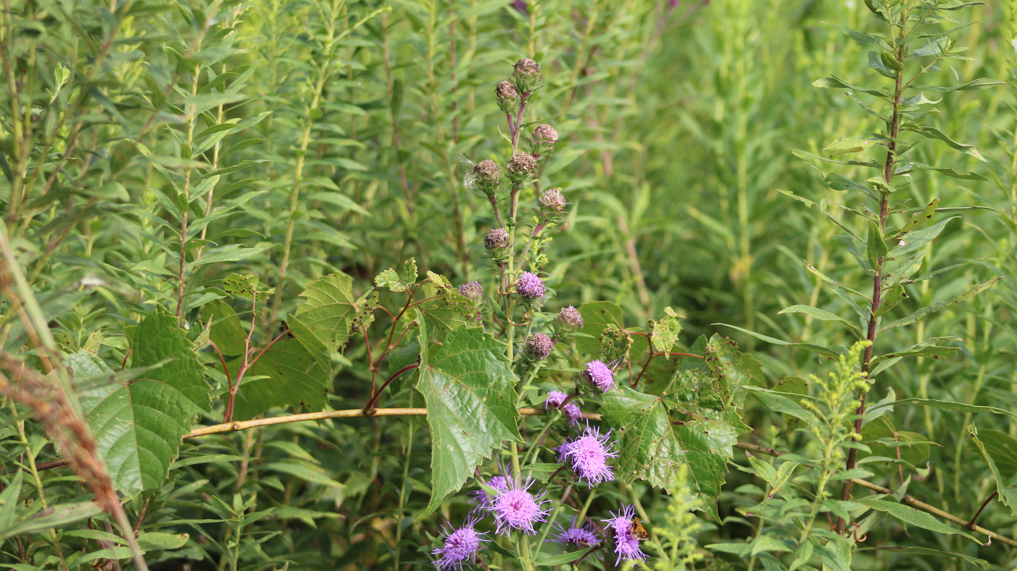 Large blazing star