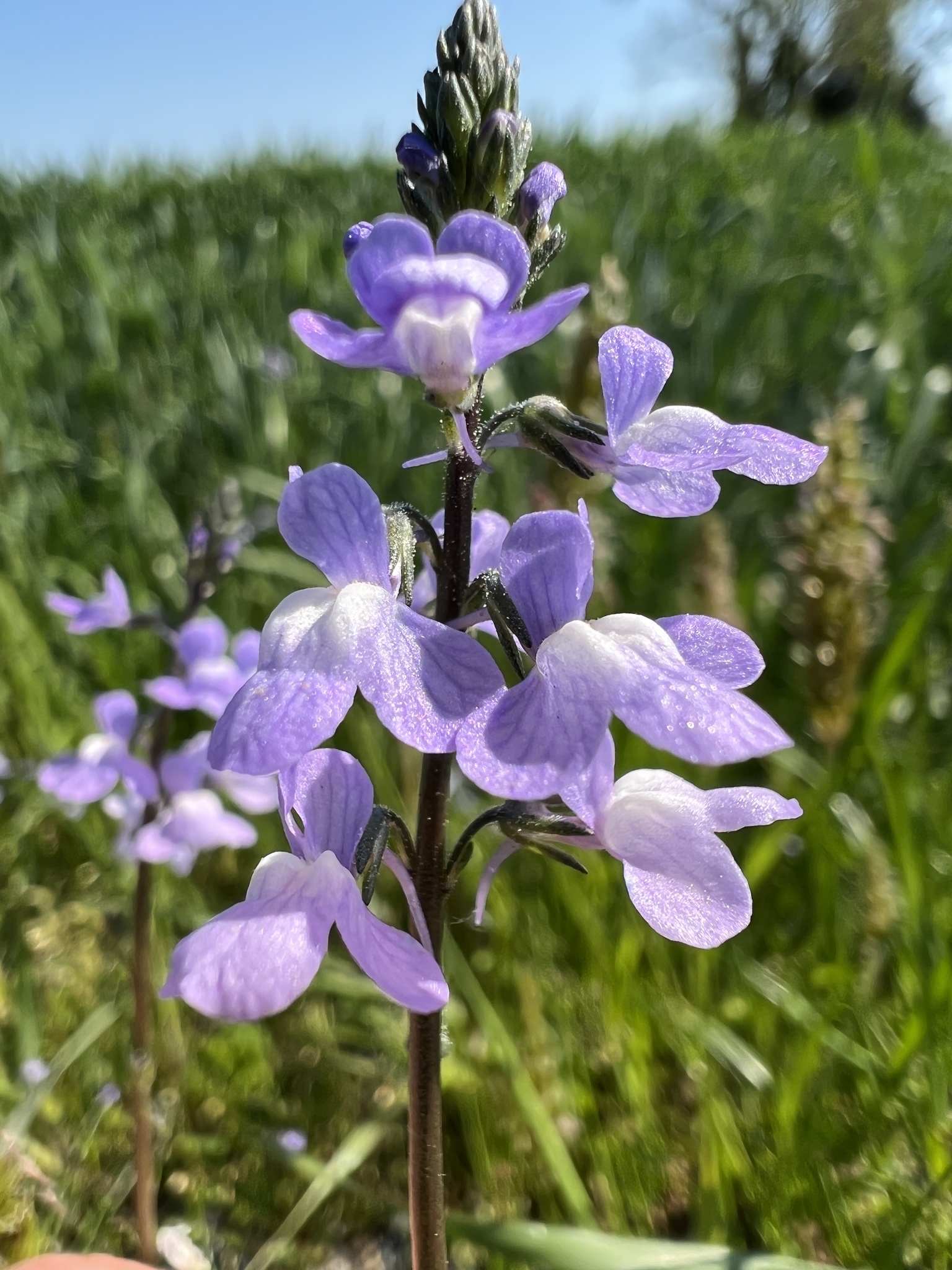 Blue toadflax