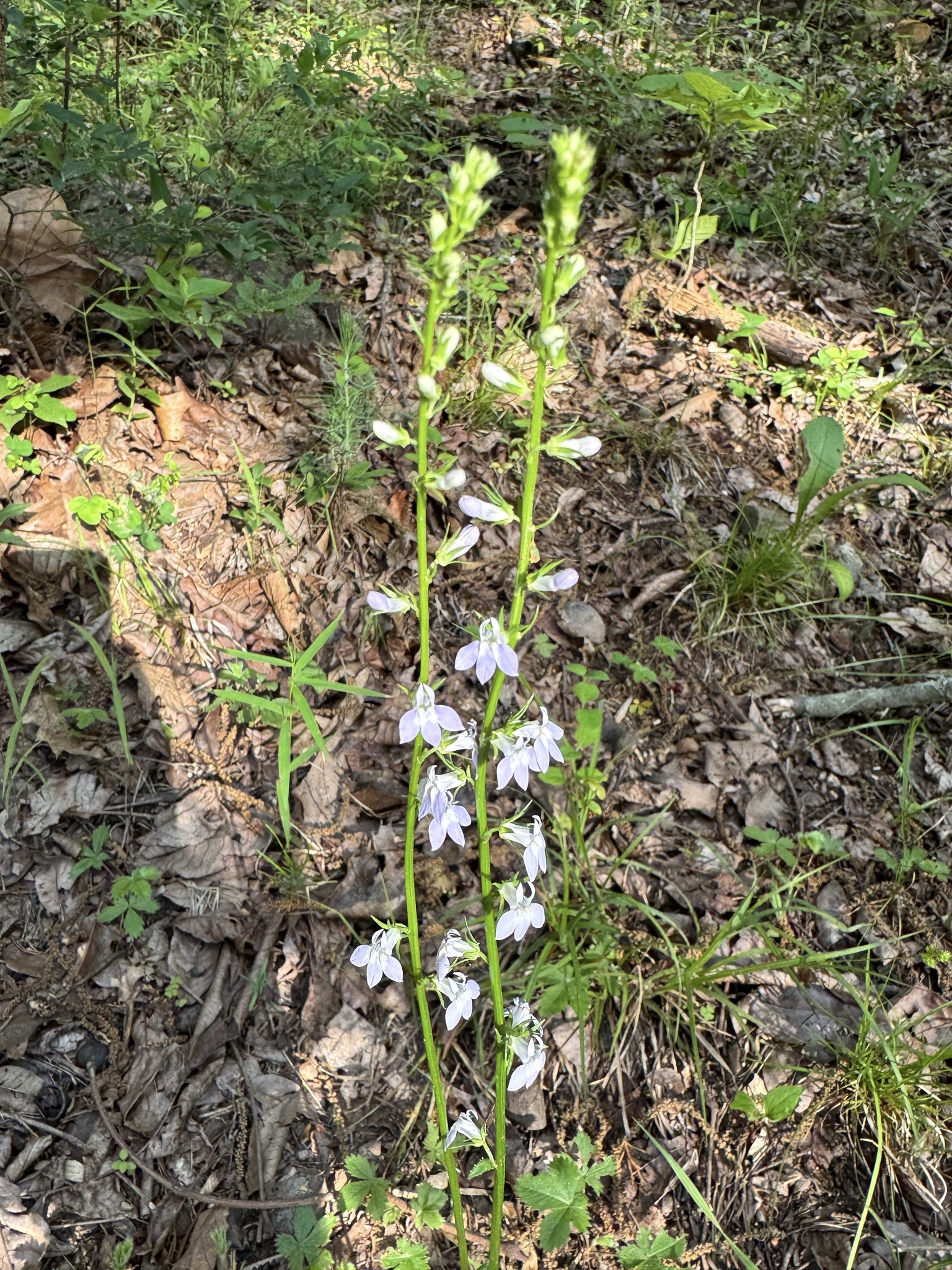 Pale-spike lobelia