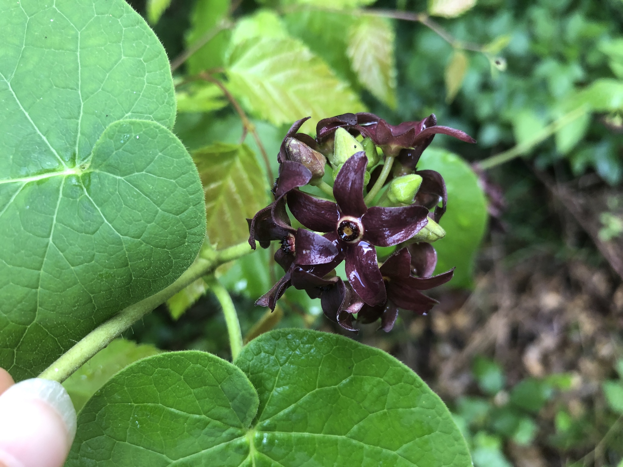 Carolina milkvine