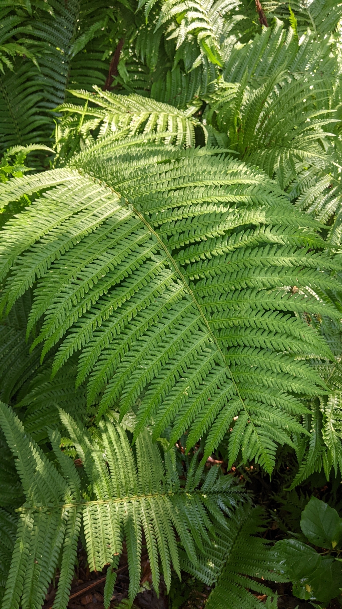 Ostrich fern