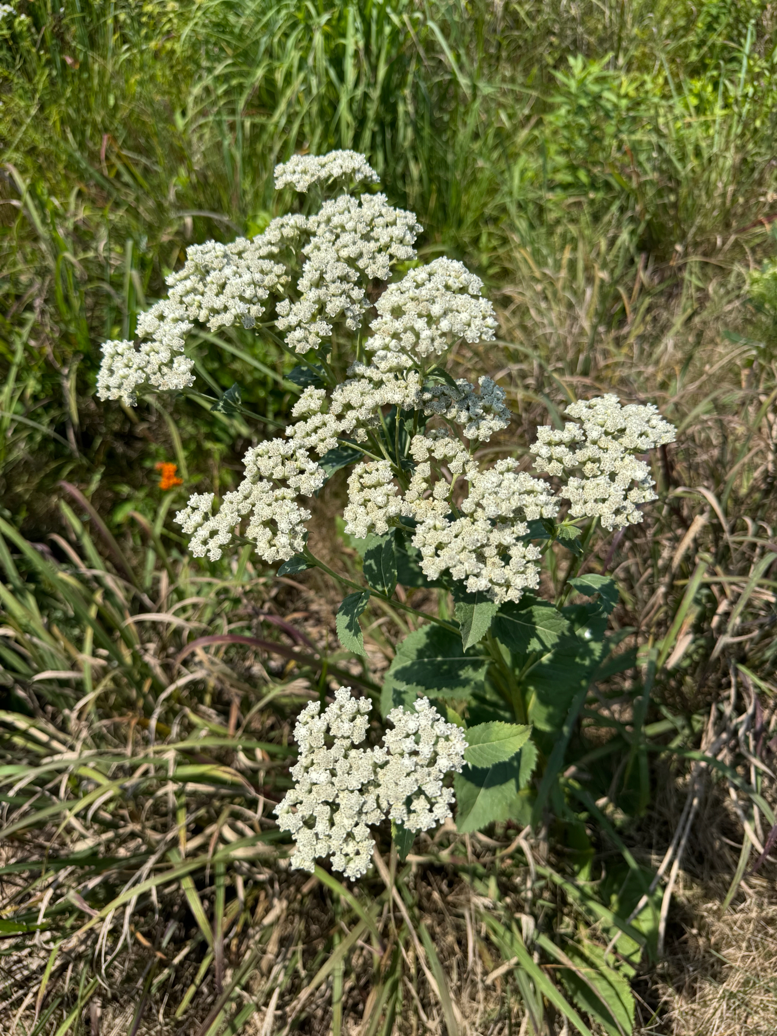 Common wild quinine