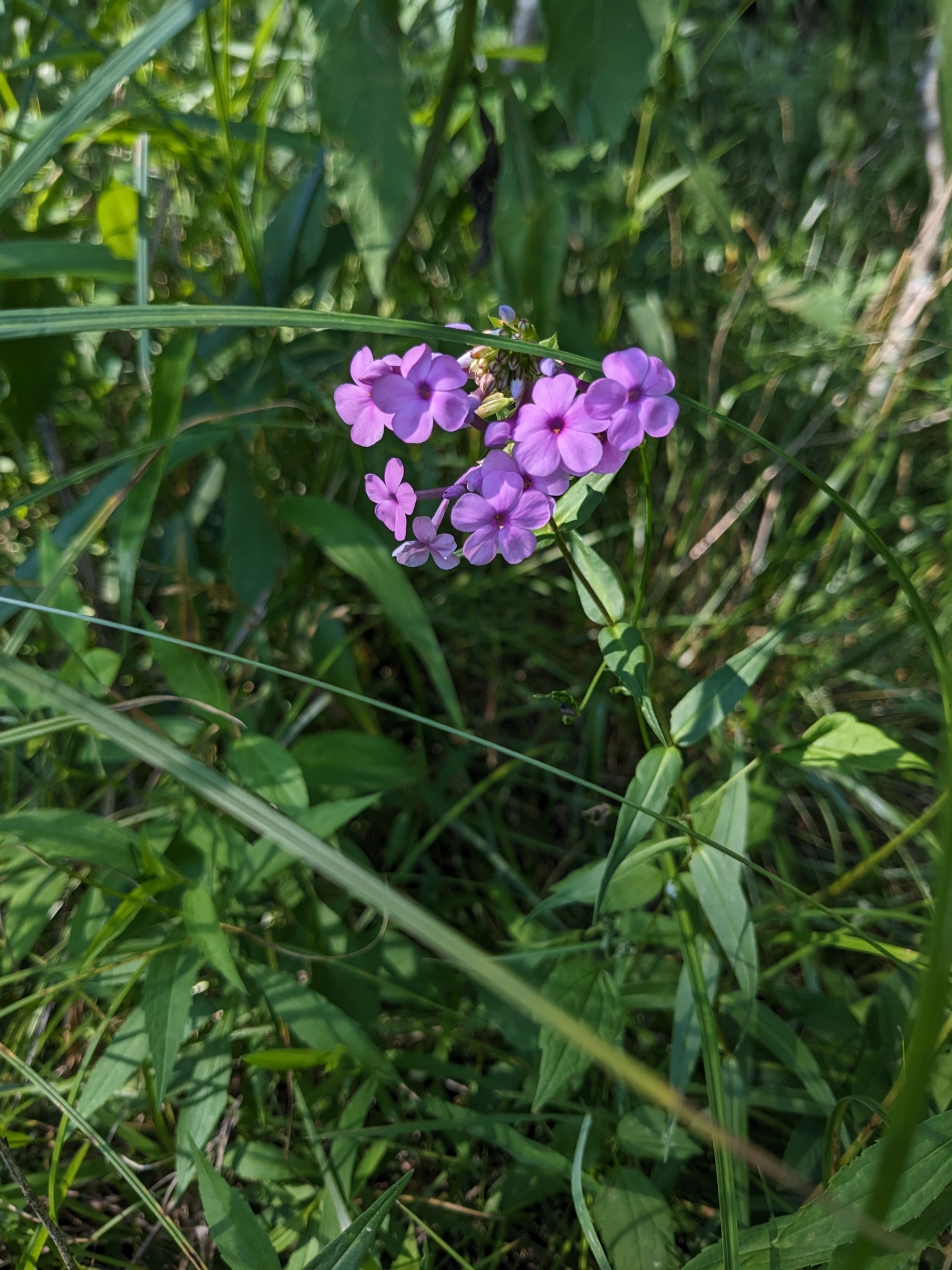 Meadow phlox