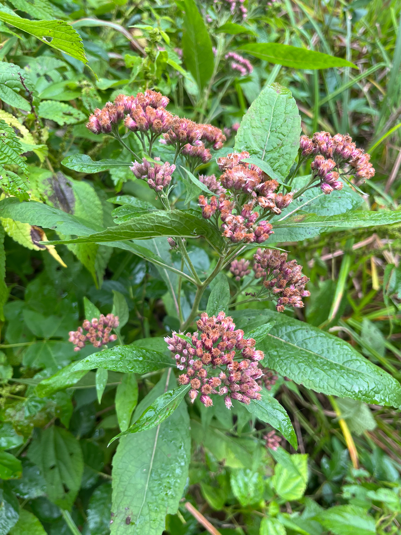 Camphorweed