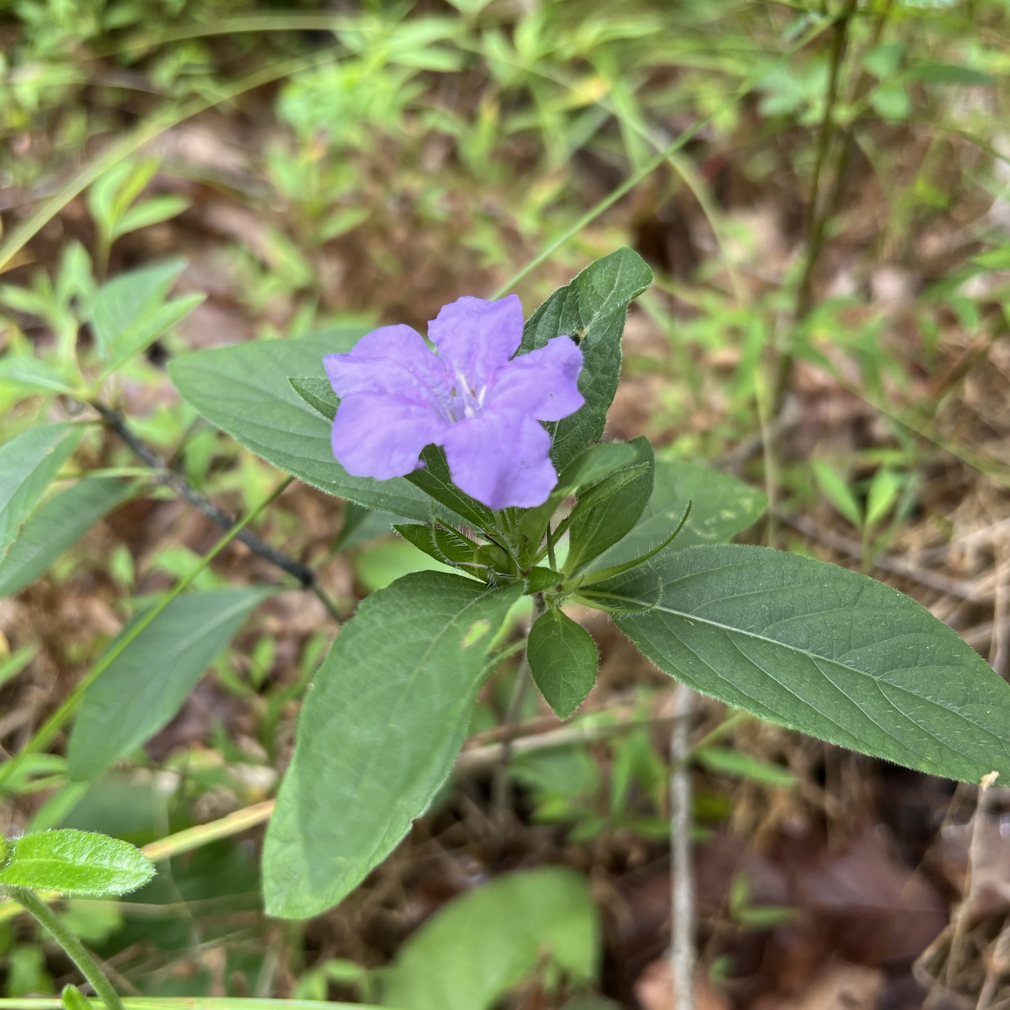 Carolina wild-petunia