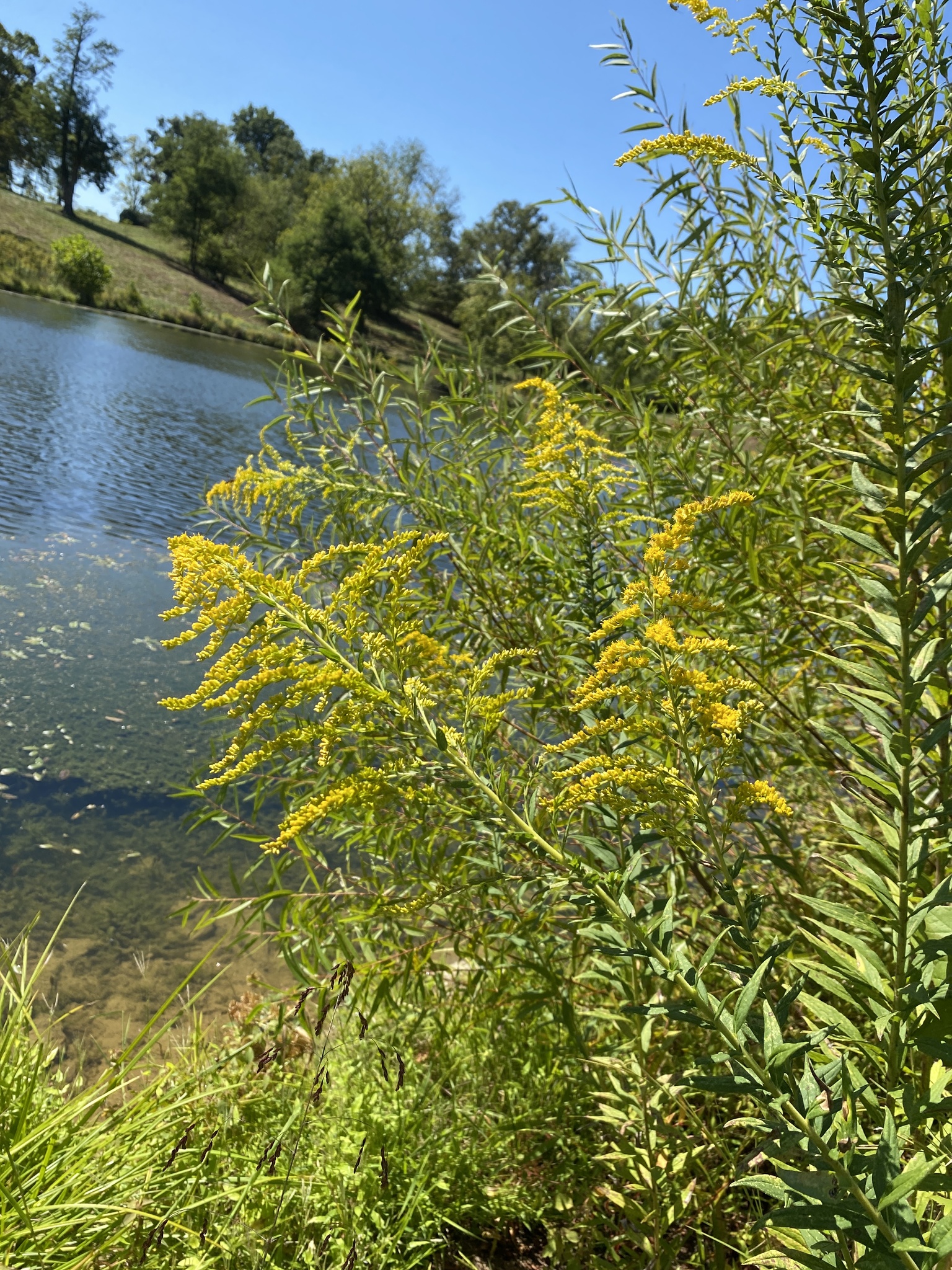 Tall goldenrod