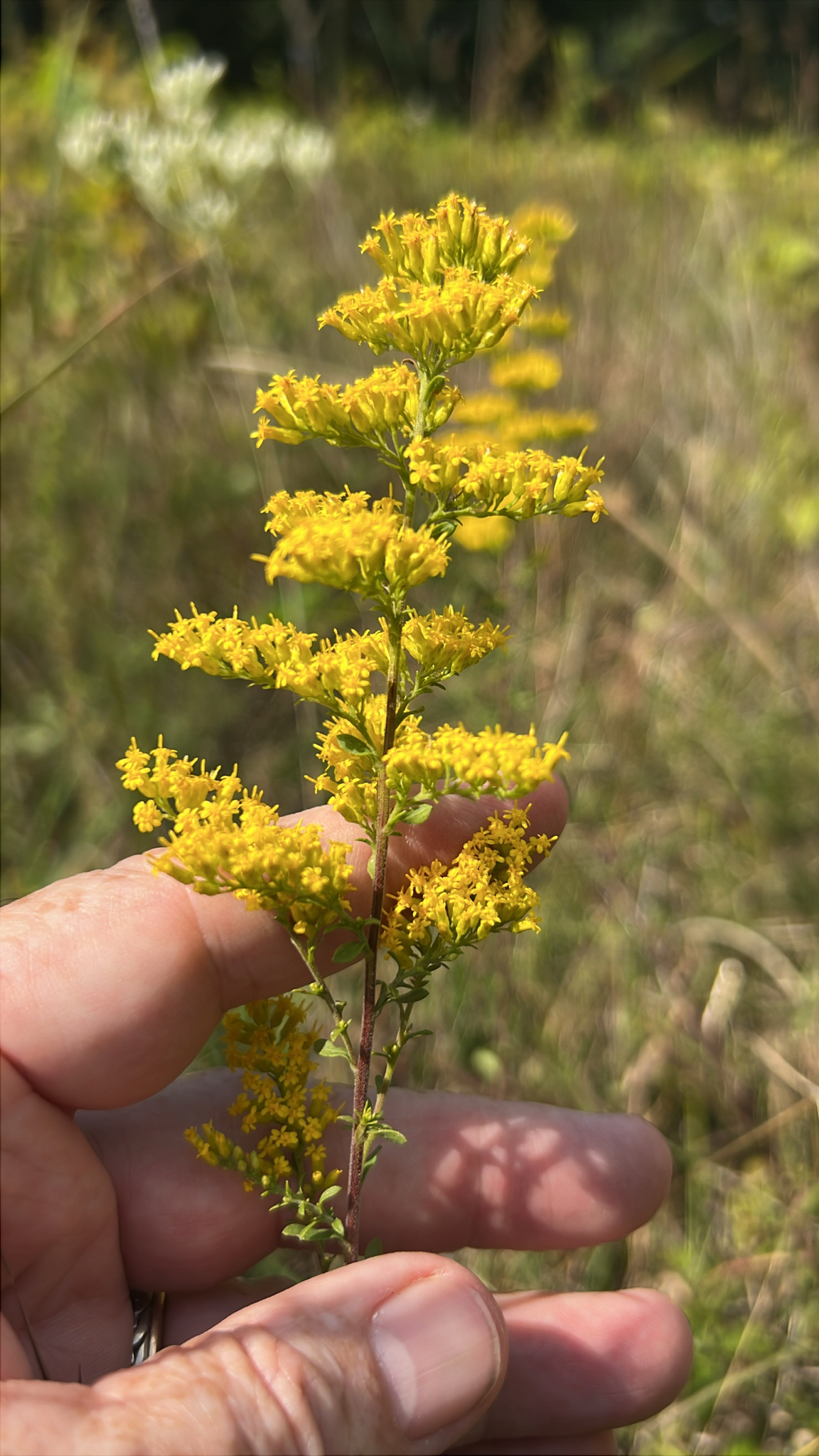 Gray goldenrod