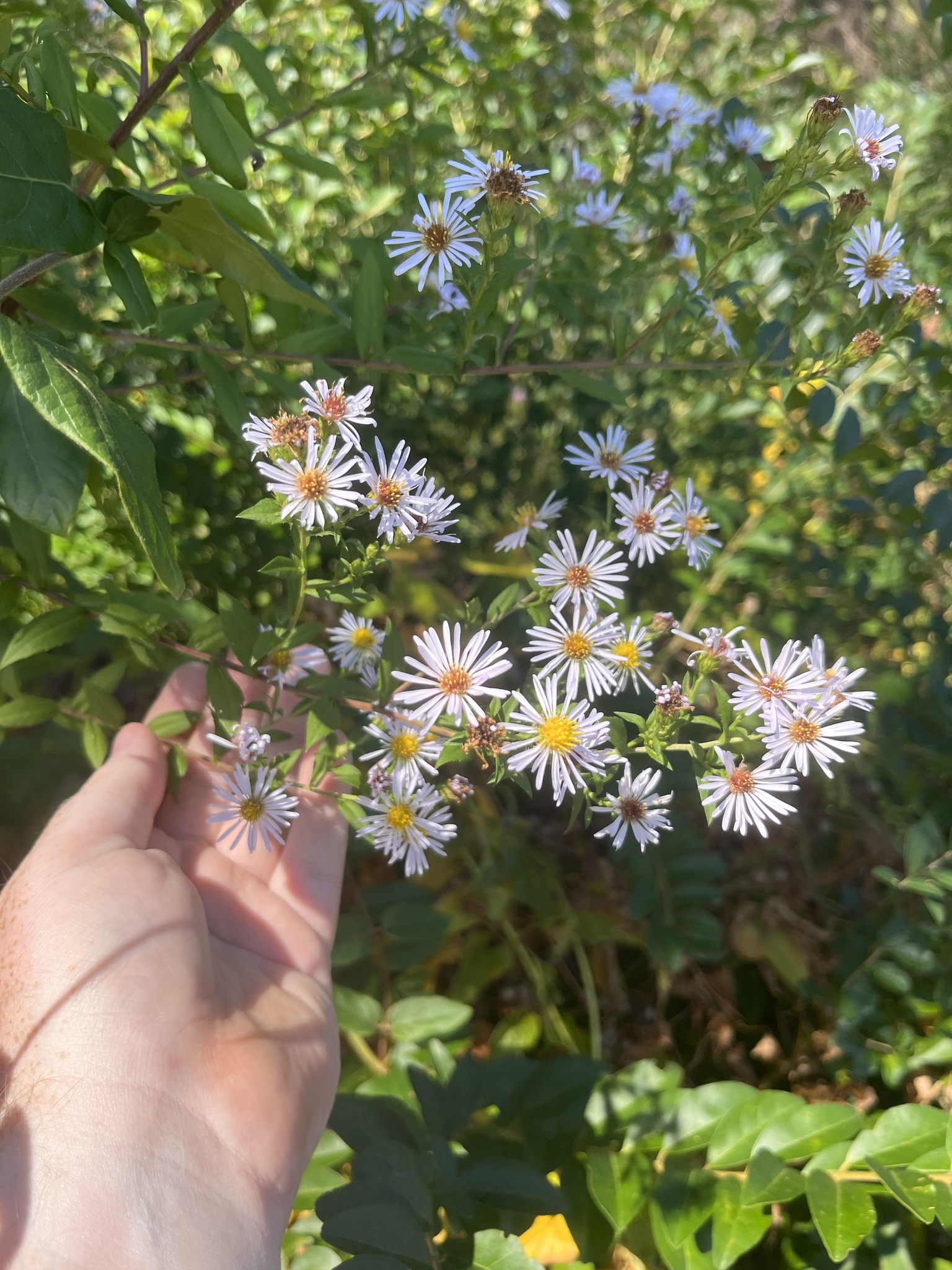 Purple-stem aster