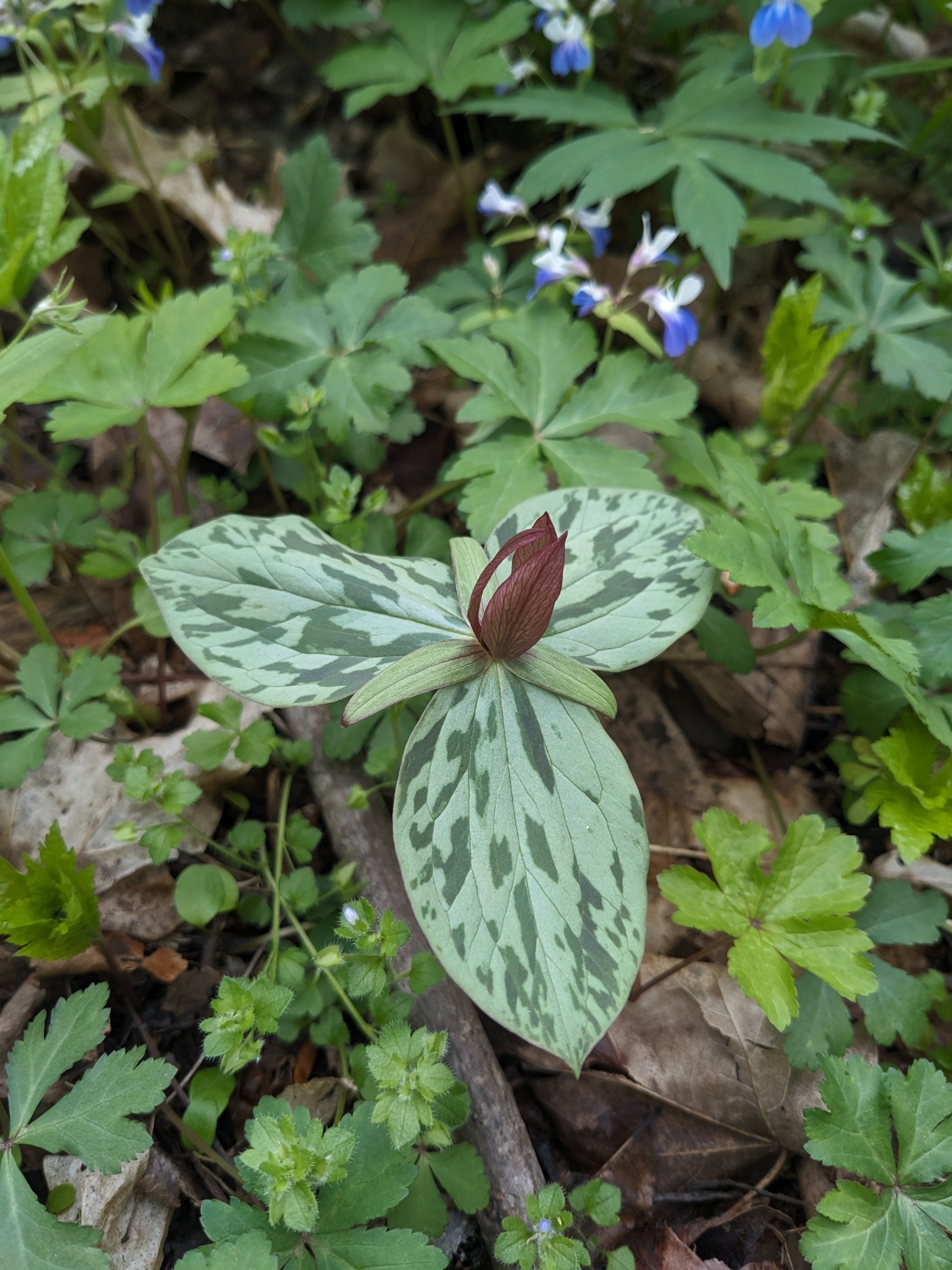 Sessile trillium