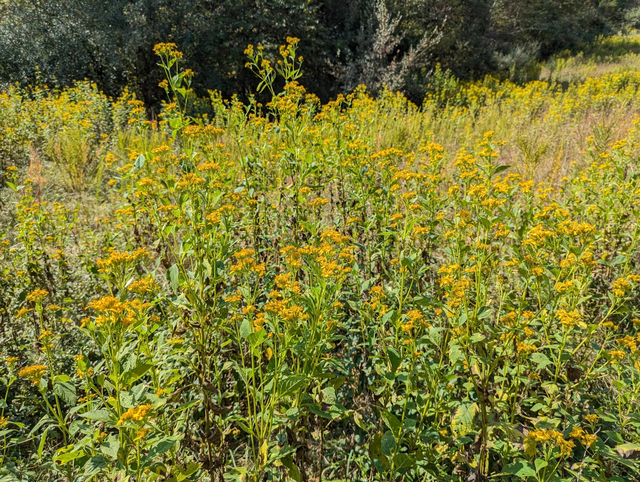 Yellow crownbeard