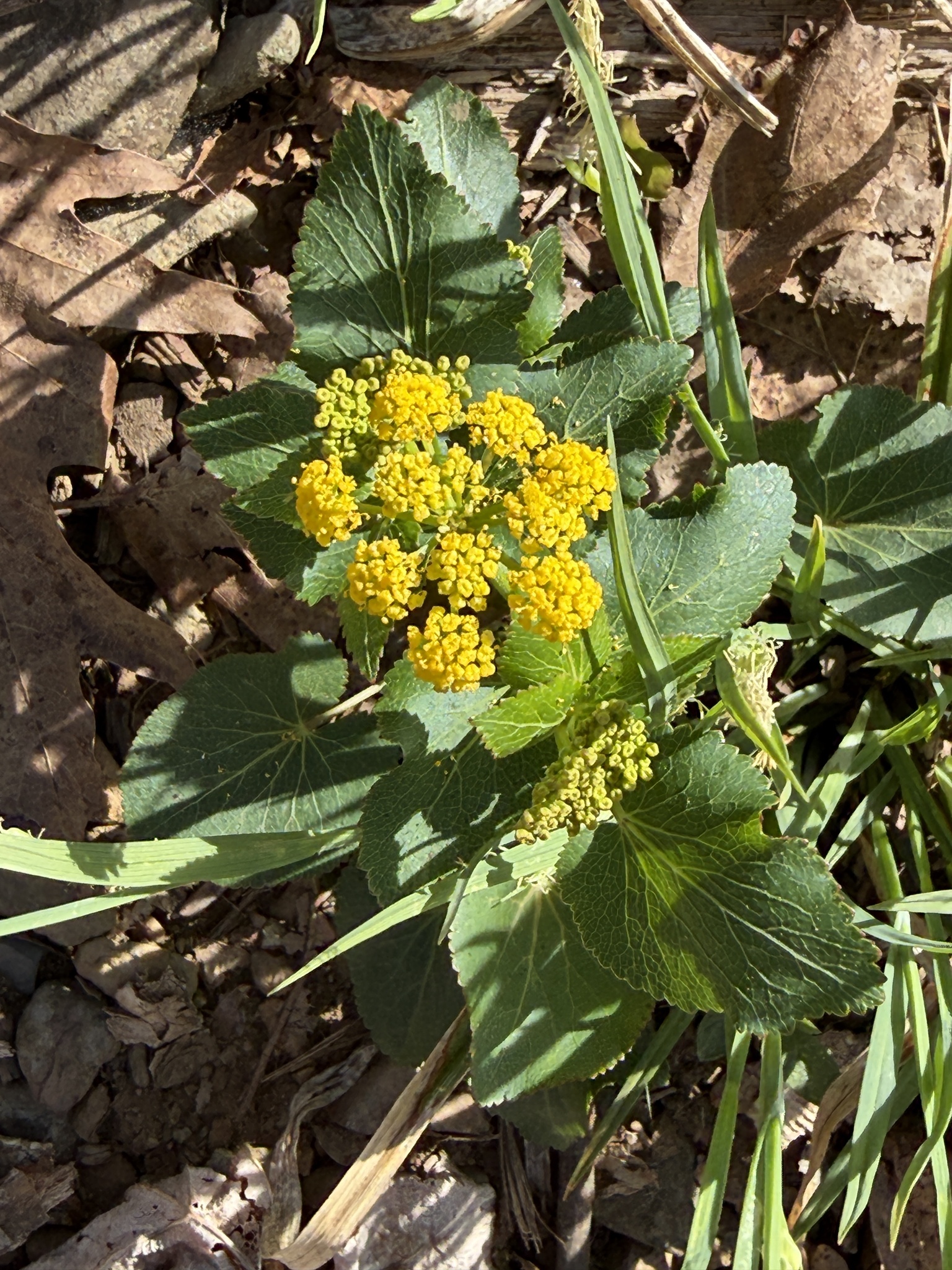 Heart-leaf golden-alexanders