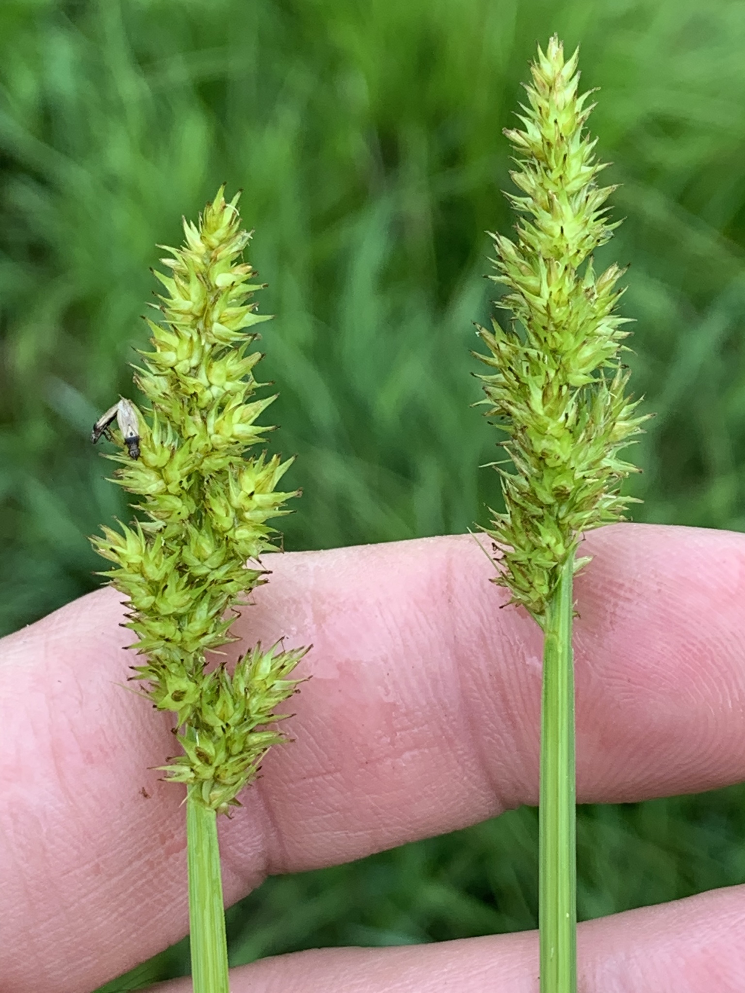 Stalk-grain sedge