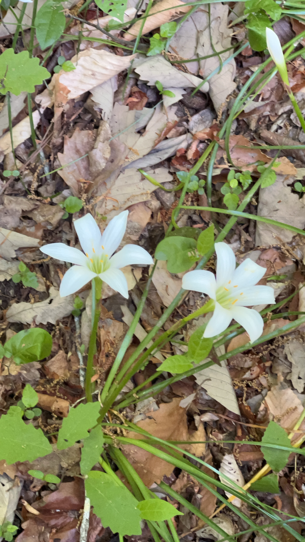 Atamasco lily