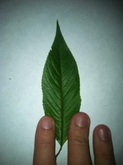 Prunus subhirtella