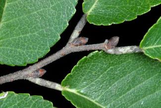 Ulmus parviflora